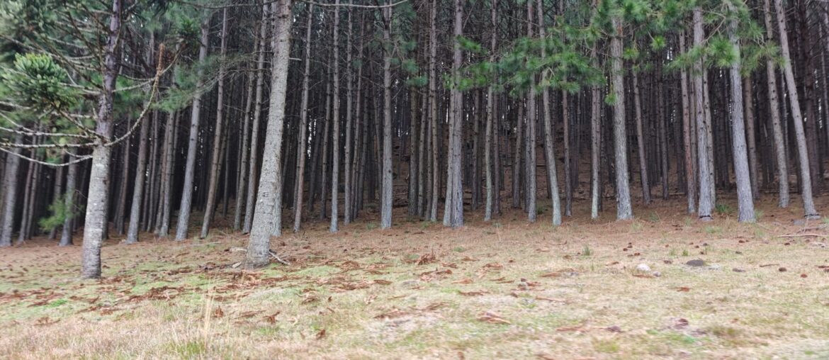 Pinus à Venda no RS – Jaquirana