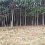 Pinus à Venda no RS – Jaquirana