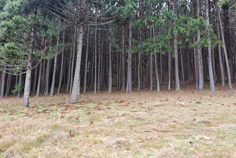 Pinus à Venda no RS – Jaquirana