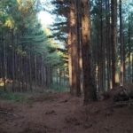 Floresta de Pinus à Venda no Rio Grande do Sul – São Francisco de Paula