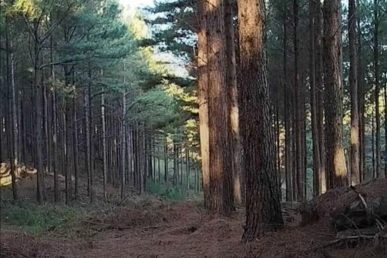 Floresta de Pinus à Venda no Rio Grande do Sul – São Francisco de Paula