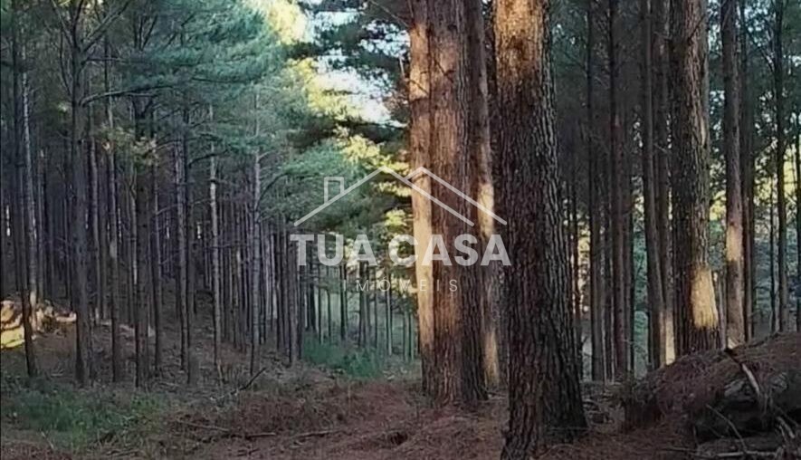 Floresta de Pinus à Venda no Rio Grande do Sul – São Francisco de Paula